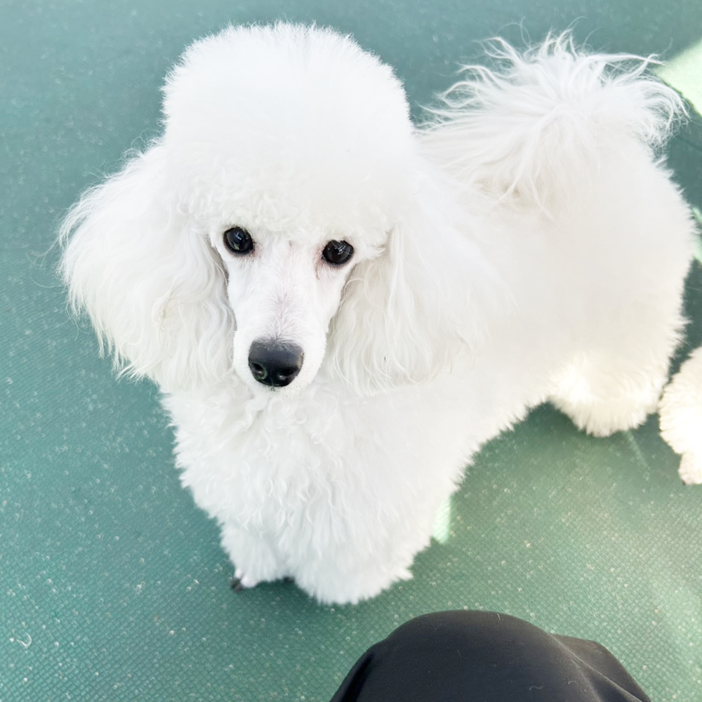 生徒が撮影したモデル犬たちの写真①